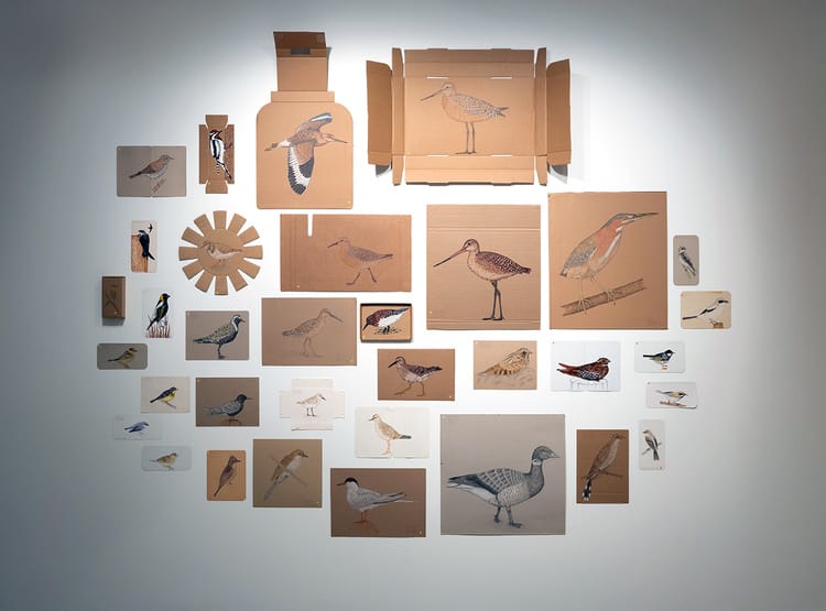 A series of bird portraits on cardboard and other materials displayed on a wall