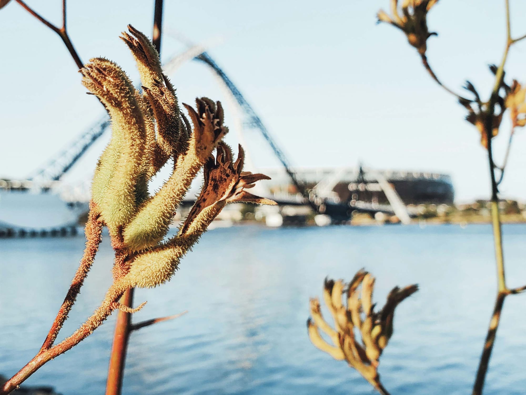 Close-up of brown seed pods on a plant with water and buildings in the background