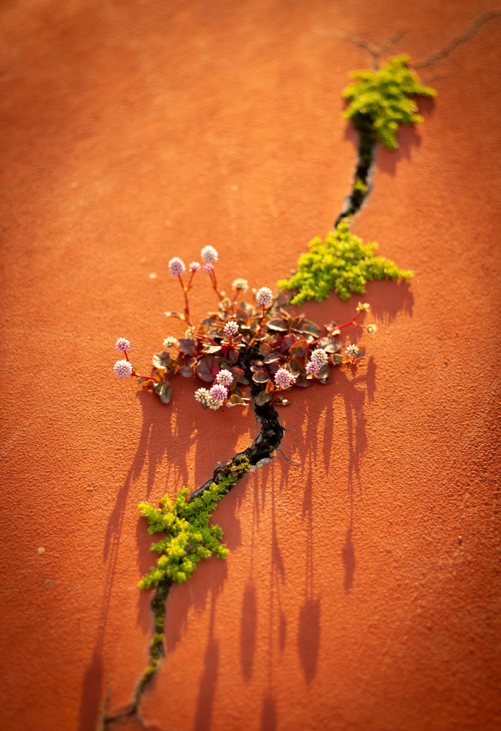 An orange wall with a long crack in which green and pink plants are growing