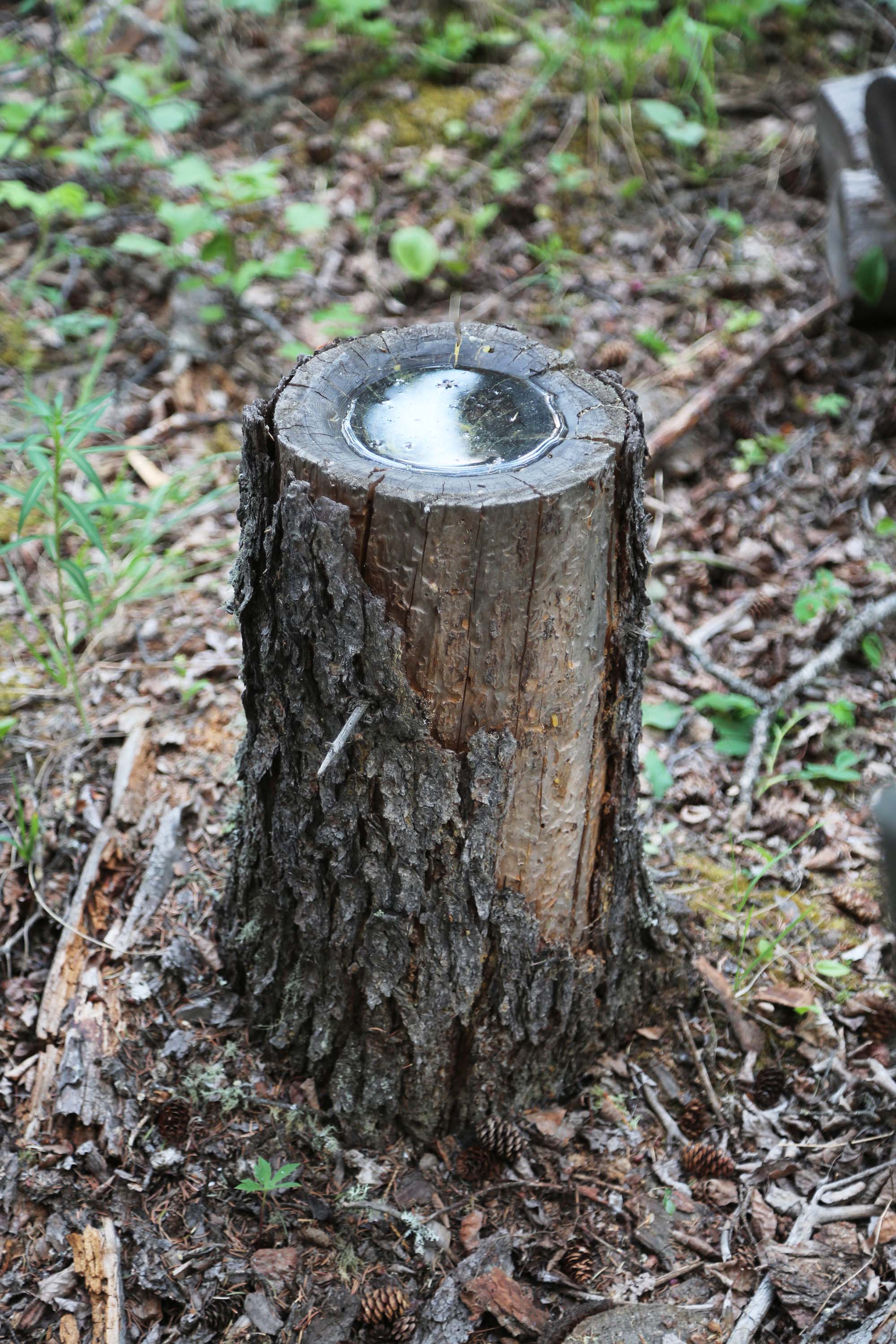 A tree stump outdoors. Its surface contains a round reflective pool.