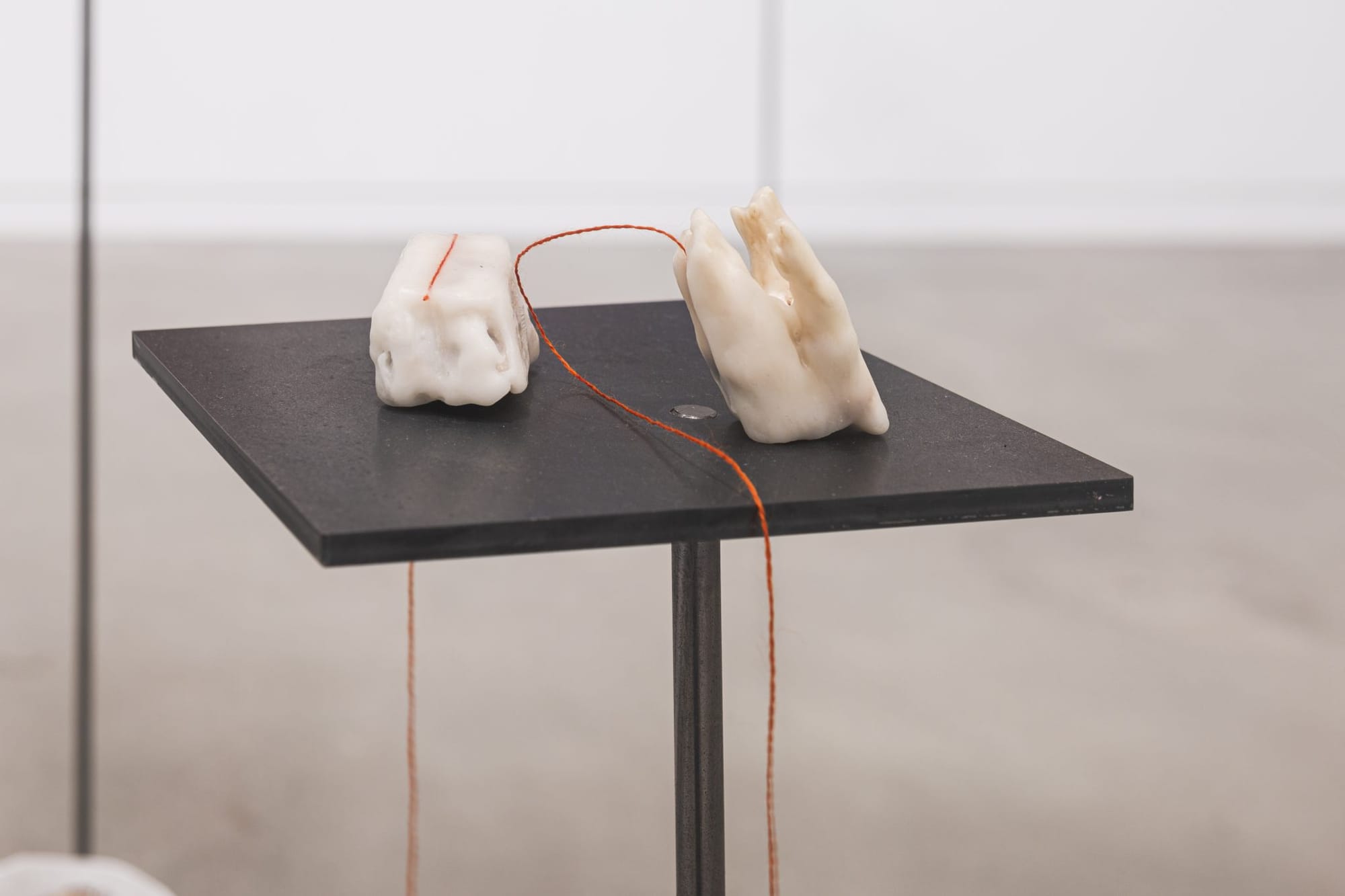 Two teeth on a black pedestal in a white room. The teeth are joined with a long piece of red thread