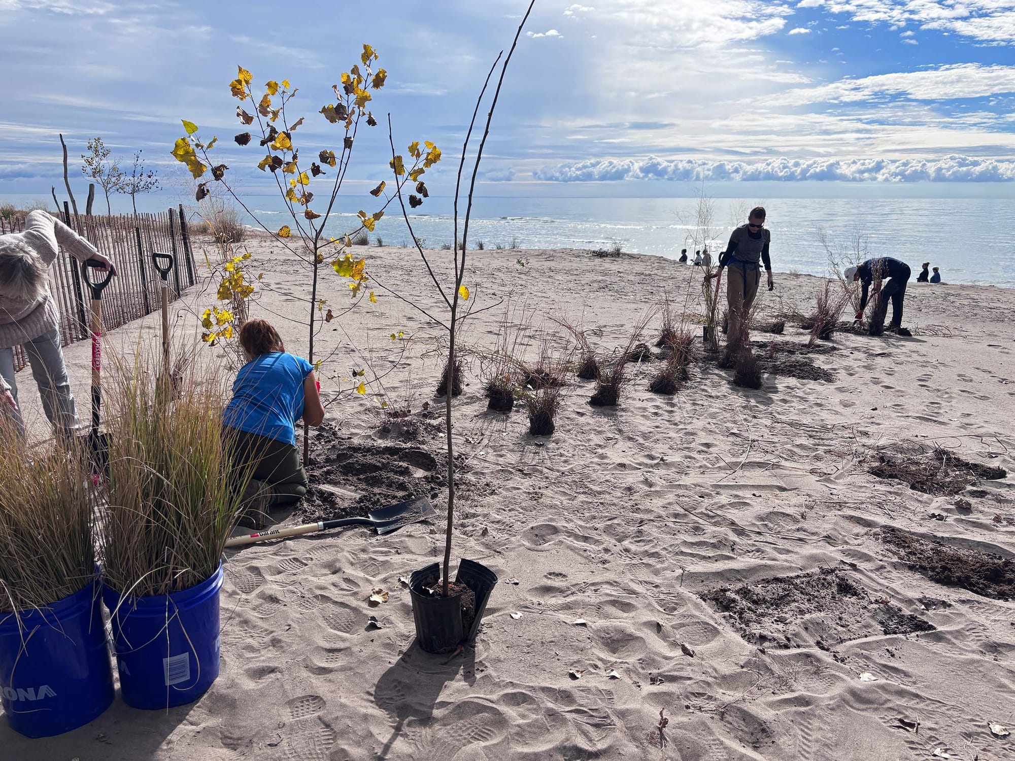 People on a sandy beach next to a lake on a sunny day, planting trees and grass plants.