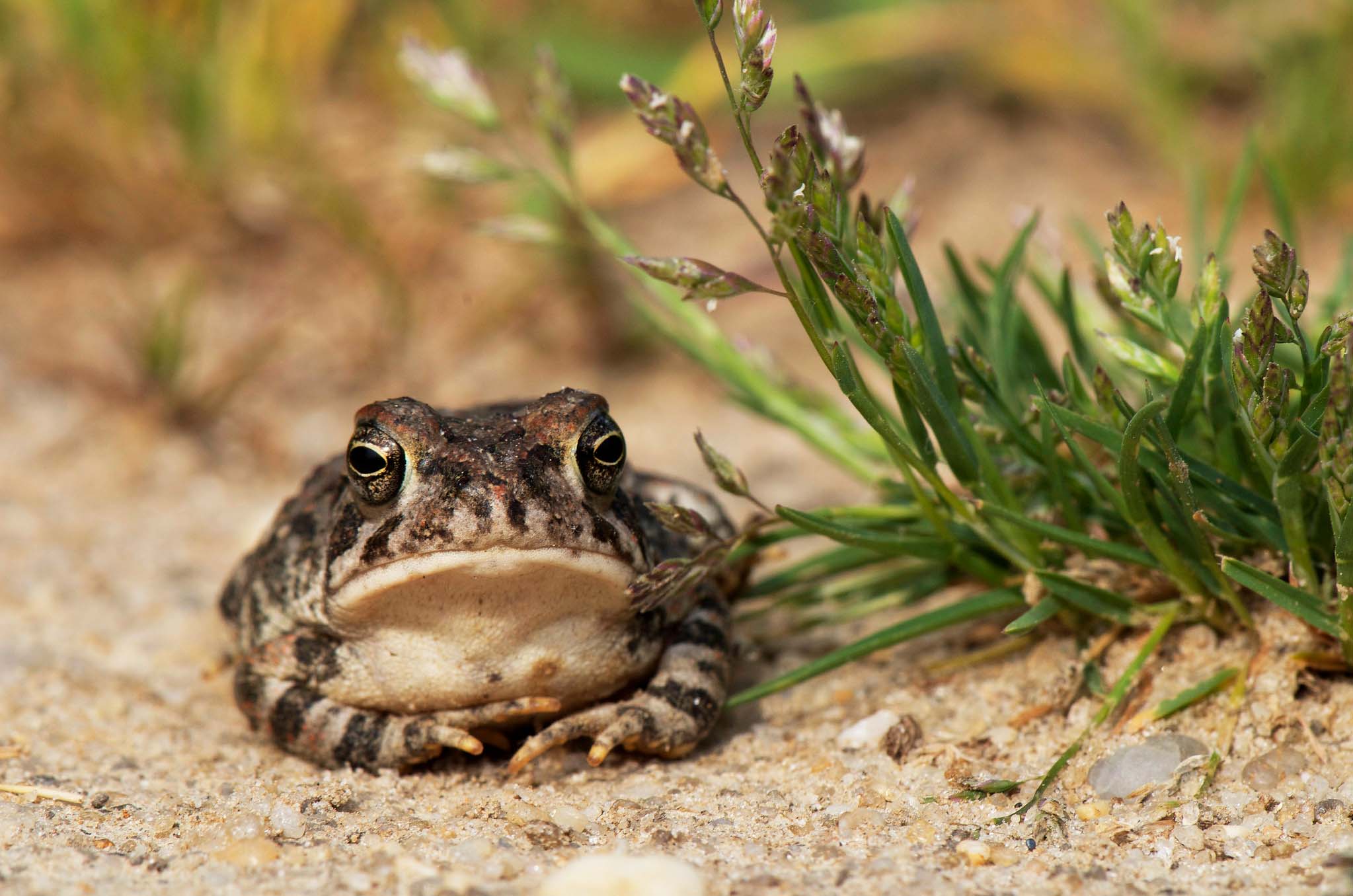 Close-up of a toad resting on sand and looking at the camera, with a green plant next to it