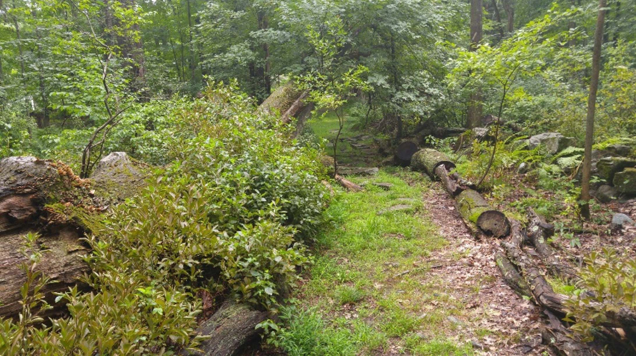A woodland-style garden with a path bordered by chunks of logs