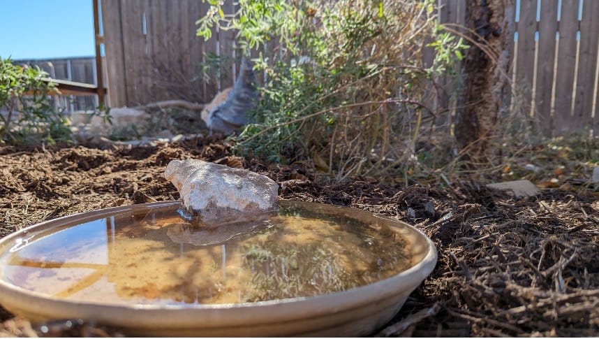 Close-up of a saucer filled with water on the ground of a garden