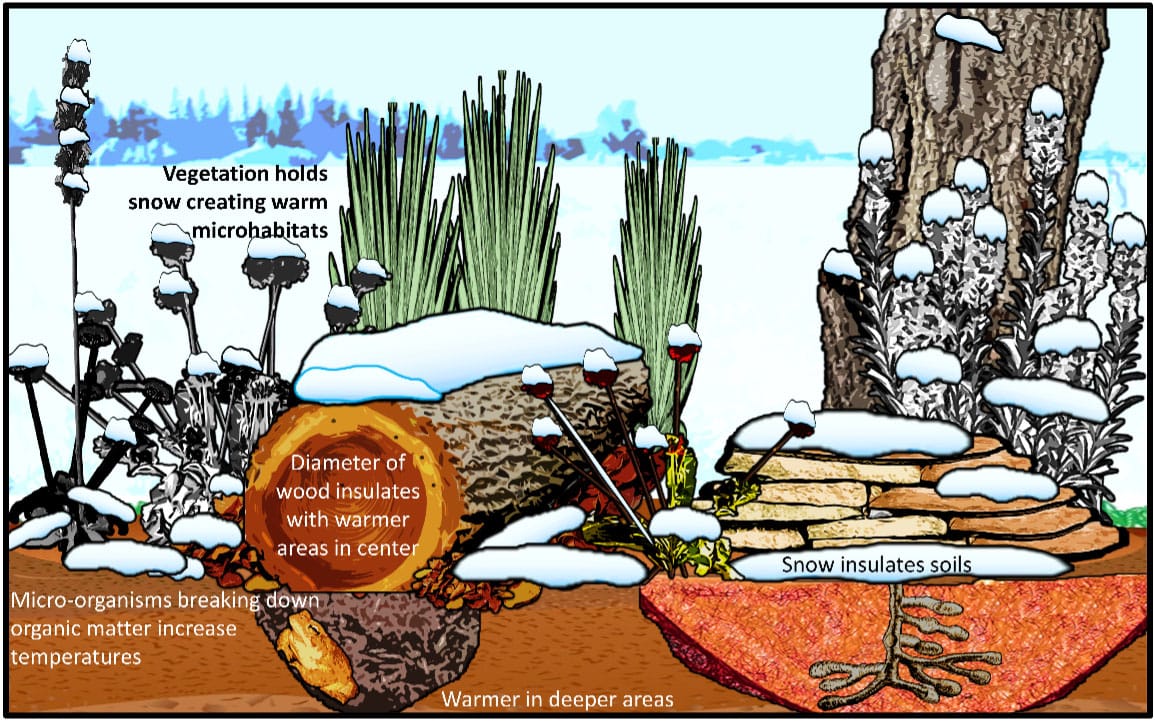Illustration showing a wildlife-friendly garden with labels on various aspects