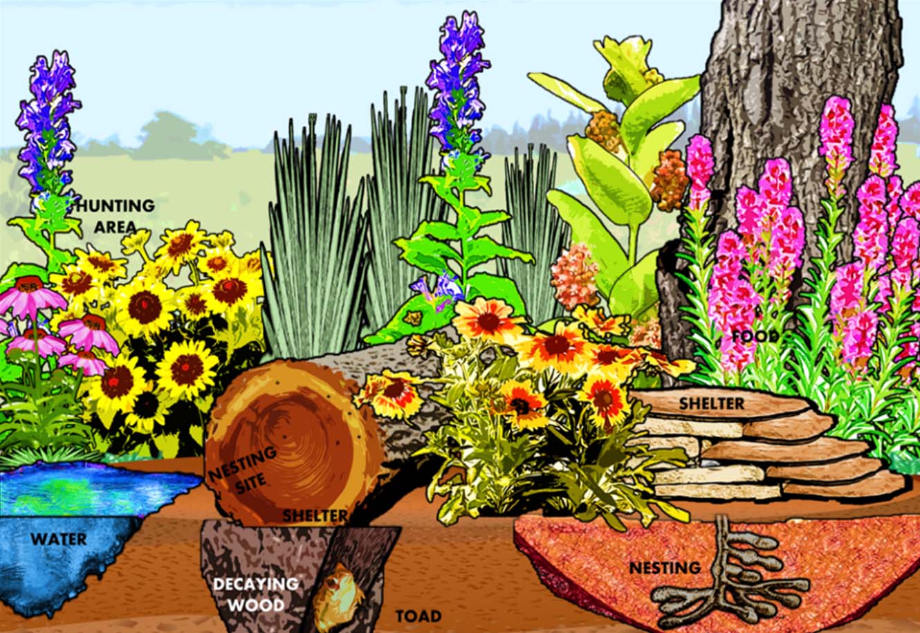 illustration of a garden showing various aspects friendly to wildlife as shelter or nesting sites