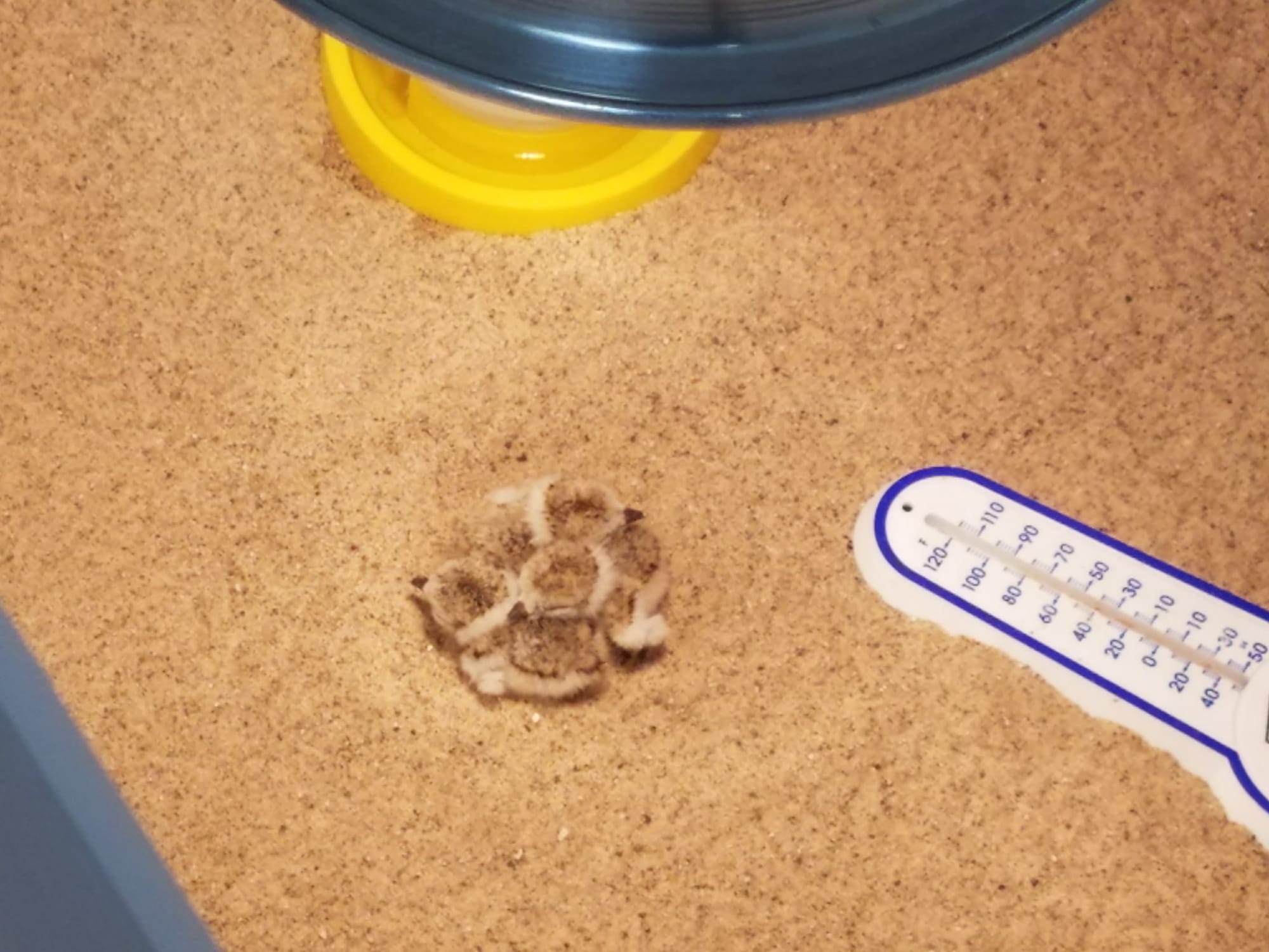 Tiny balls of fluff with beaks in sand under a bright light, with a thermometer at right
