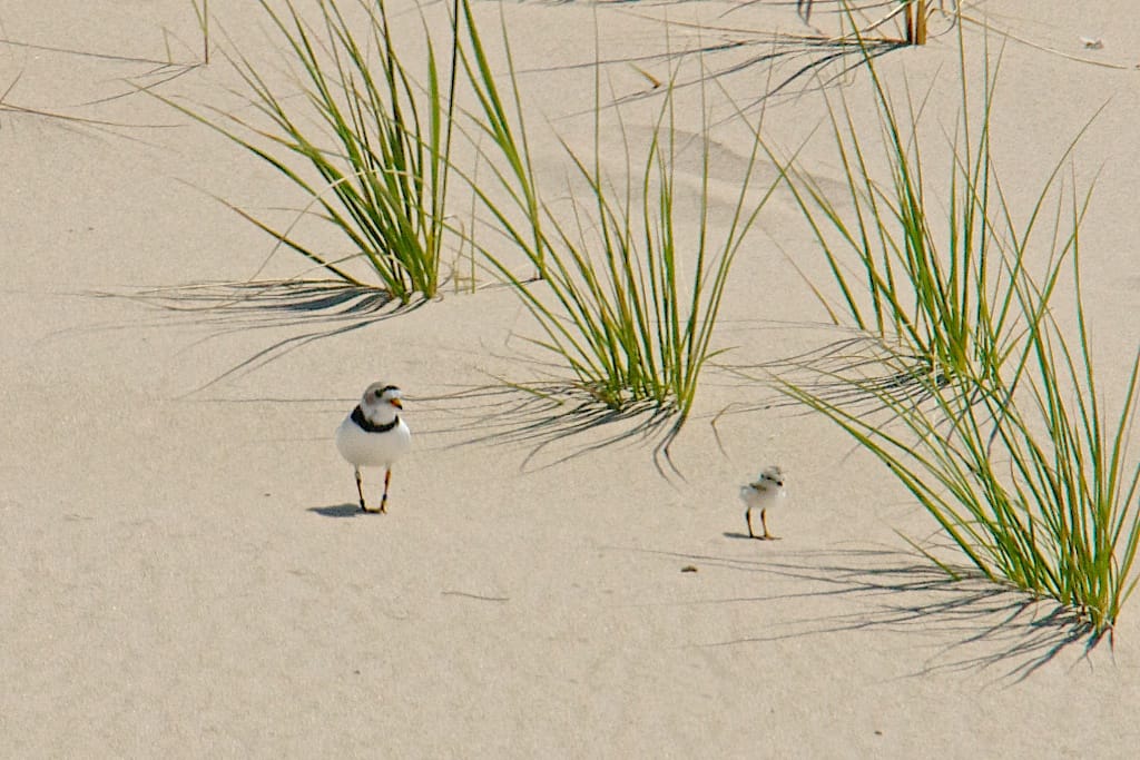 One adult and one juvenile bird standing on a sandy beach with tufts of grass