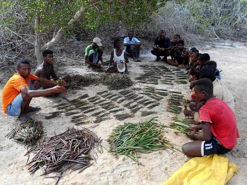 A group of people sitting on a beach under trees, sorting piles of mangrove saplings