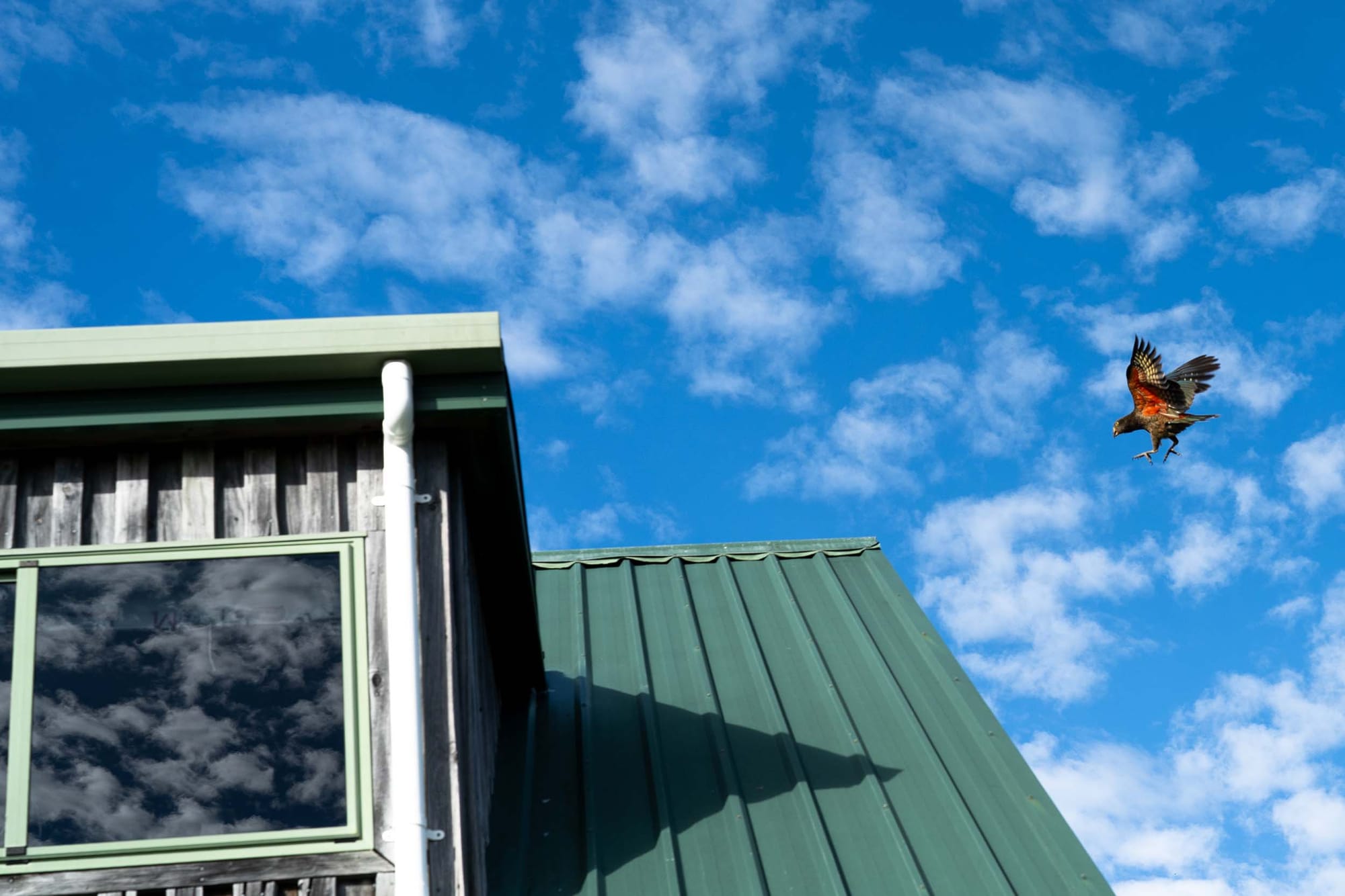 A large kea flying toward a green metal building, ready to land, with blue sky and clouds in the background