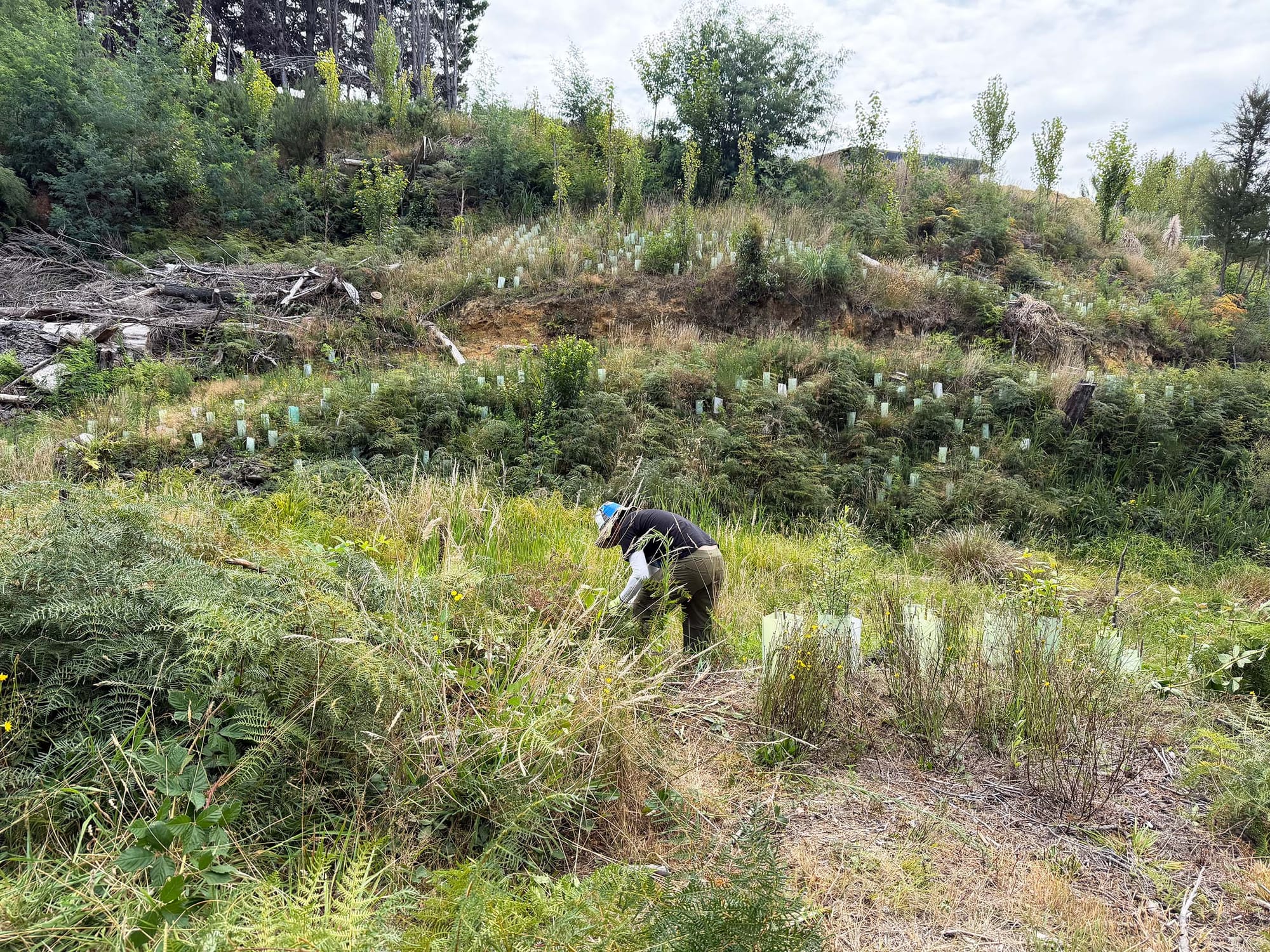 A person working outdoors amidst brush and newly planted trees