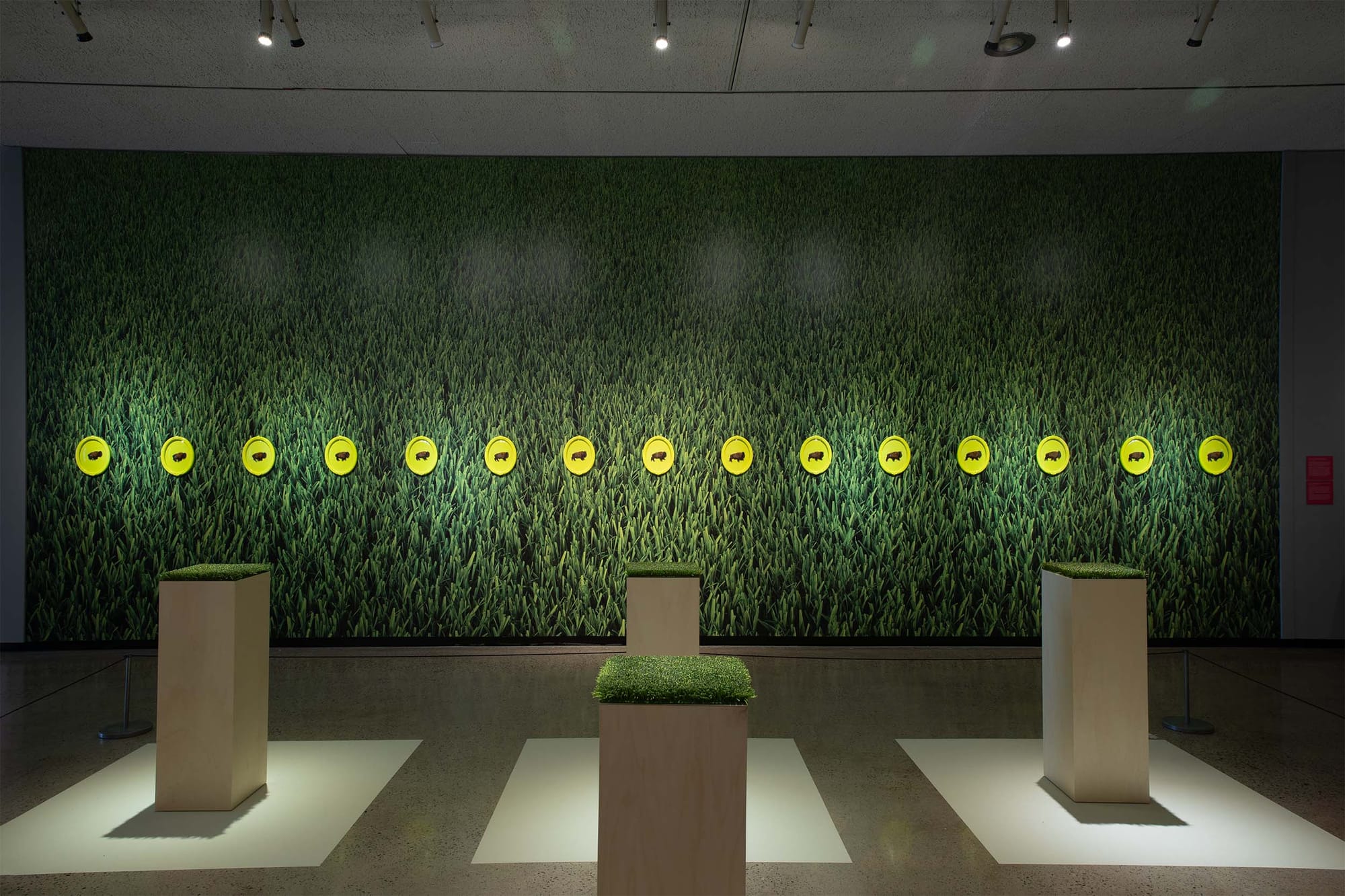 View of an exhibit at an art gallery featuring four pillars with beaded grass on top and multiple framed bison images hanging on the wall
