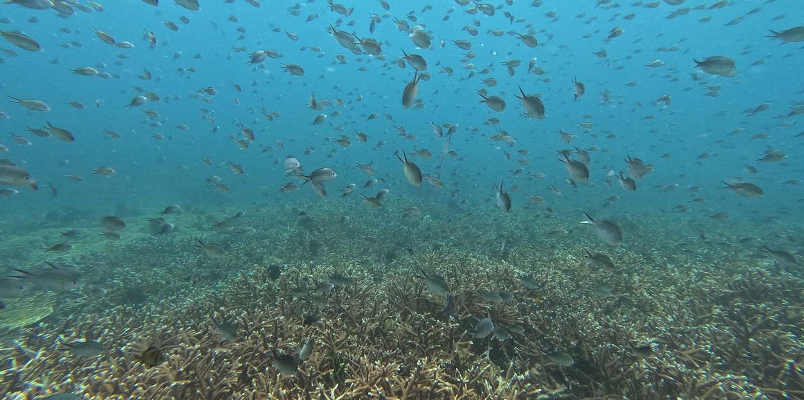Underwater view of many fish swimming above a coral reef