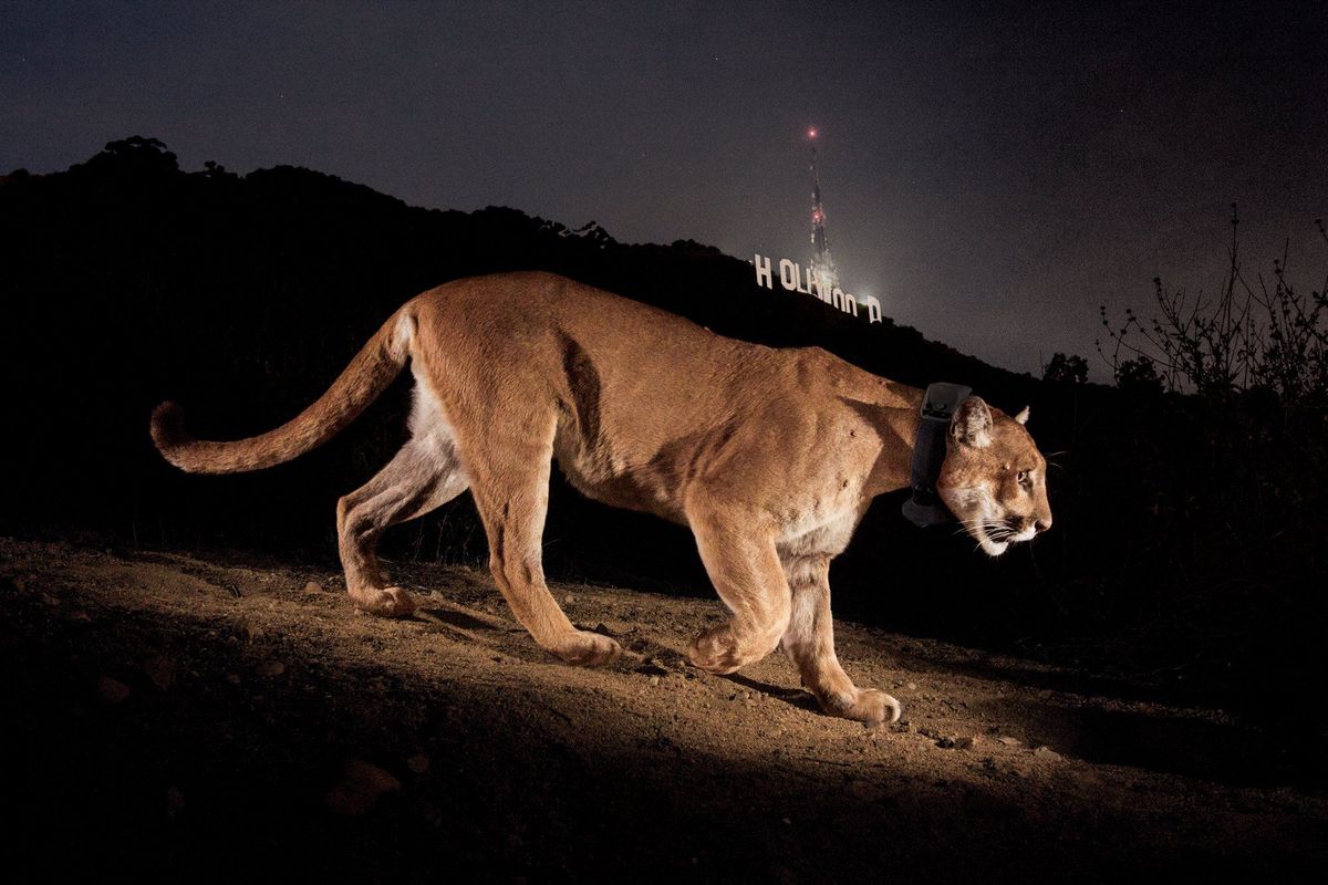 A new bridge will help cougars survive life in L.A.