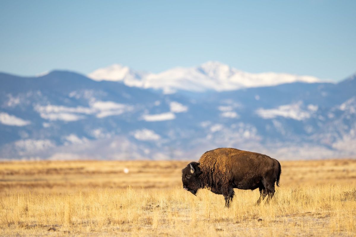 Ecological restoration’s surprising history: A Q&A with Laura J. Martin