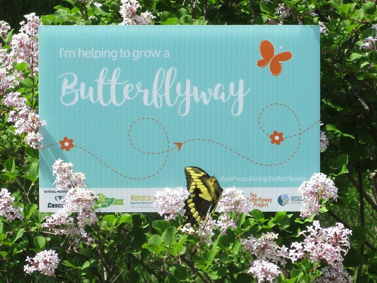 Want to support pollinators beyond your yard? Here’s how to do it