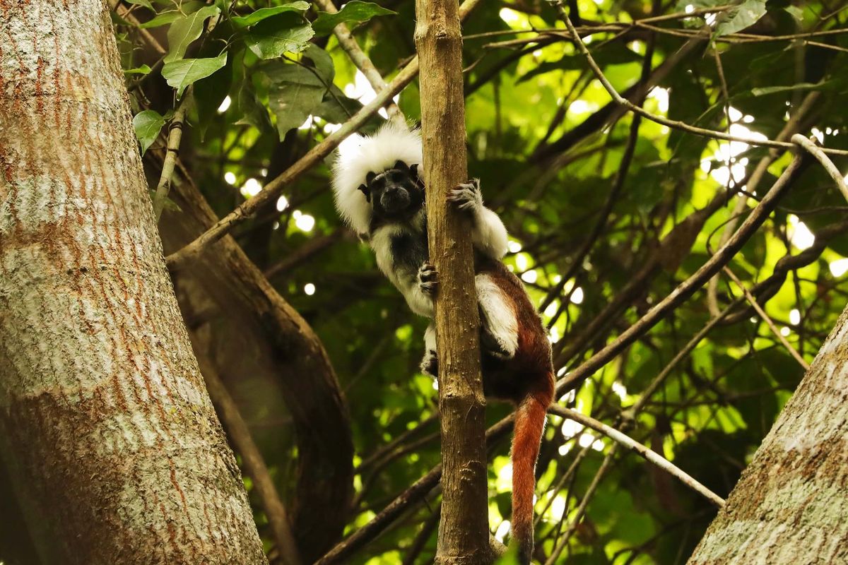 The group restoring Colombia’s tropical dry forest – and helping monkeys, too