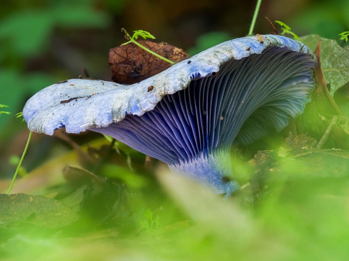 Why rewilders shouldn’t forget about fungi