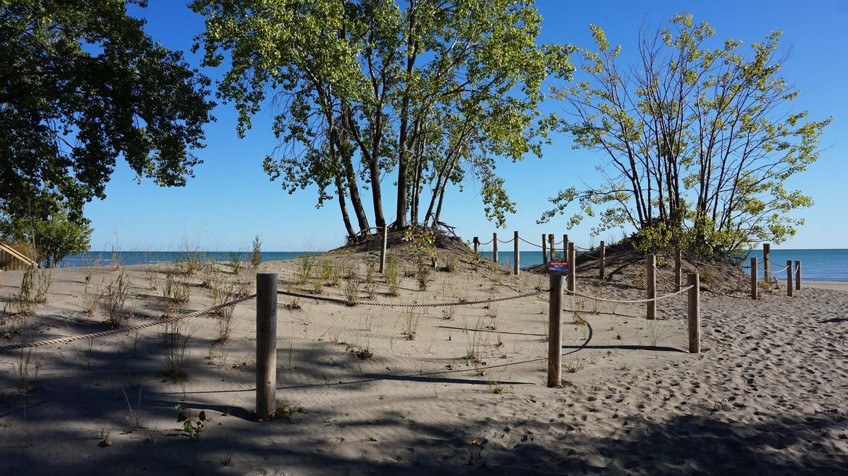 Bringing Great Lakes sand dunes back to life