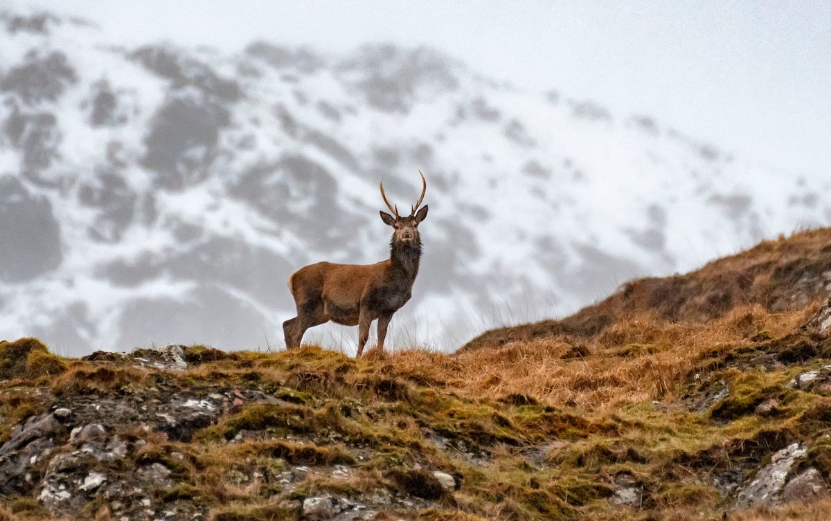 How rewilding could help stop the spread of Britain’s wildfires