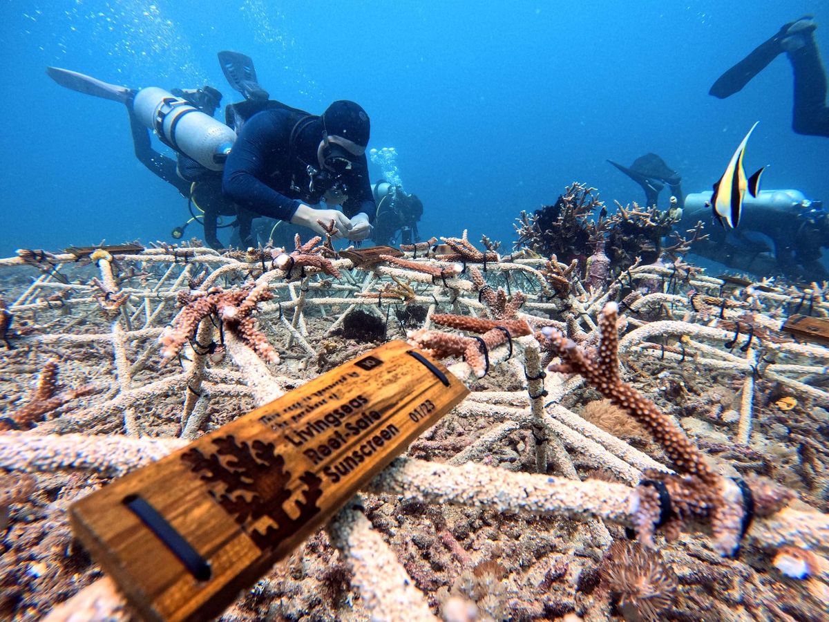 The reef menders of Padang Bai
