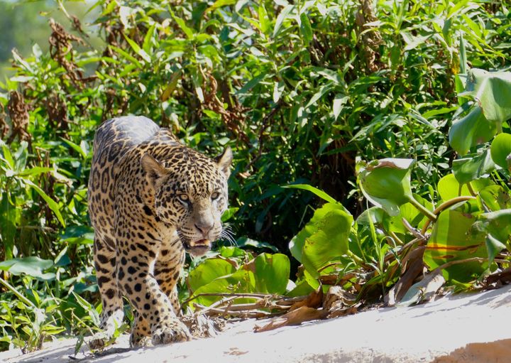 A jaguar walking along sand, facing the camera, with green plants in the background.