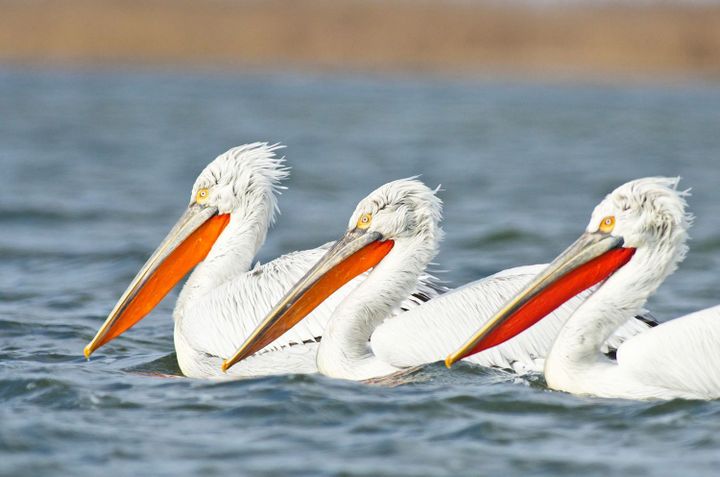 Three Dalmatian pelicans floating on the water
