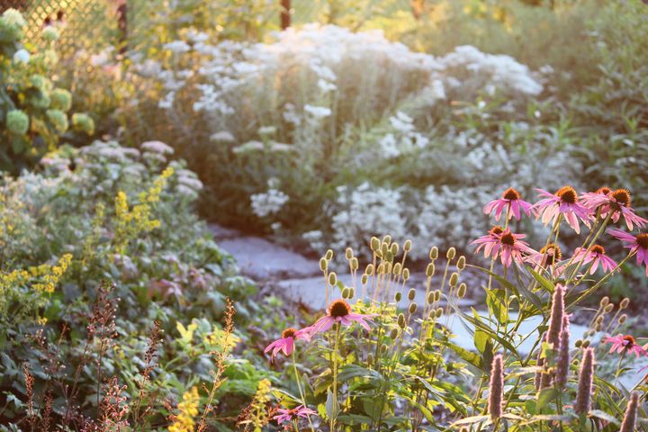 Side light on a flower-filled garden with echinacea, goldenrod and other plants