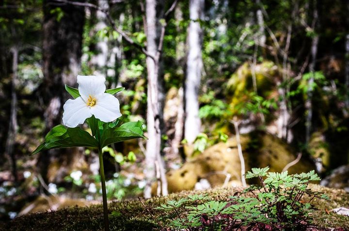 A white trillium flower growing among moss, with forest in the background