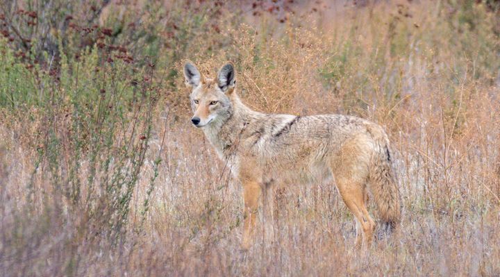 A coyote standing amidst grass and shrubs