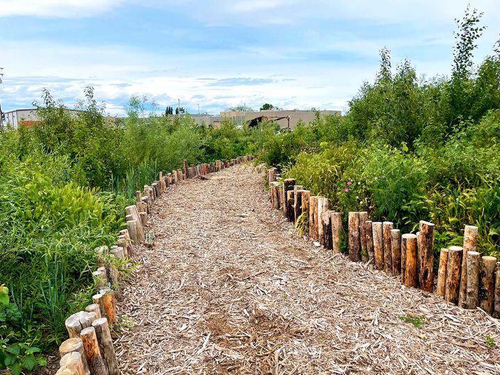 A pathway lined with wood chips and bordered by a short fence of upright logs, that goes through a young forest
