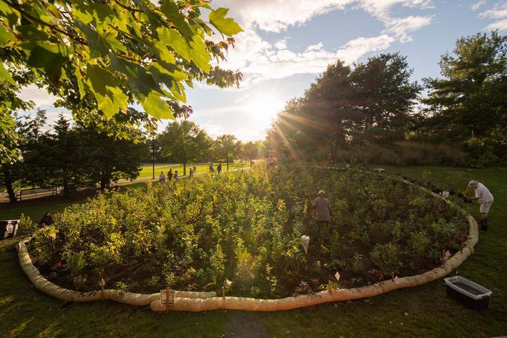 A circular enclosure full of young trees, bathed in sunlight, with people working