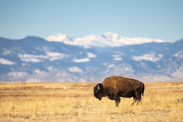 A bizon stands among yellow grass in front of snow-capped mountains