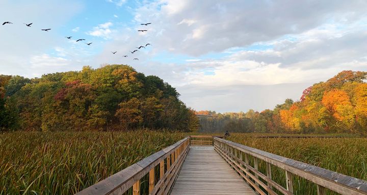 Two Canadian scientists on why rewilding matters