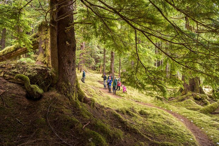 A group of people standing in a lush temperate forest with moss on the ground and tree trunks