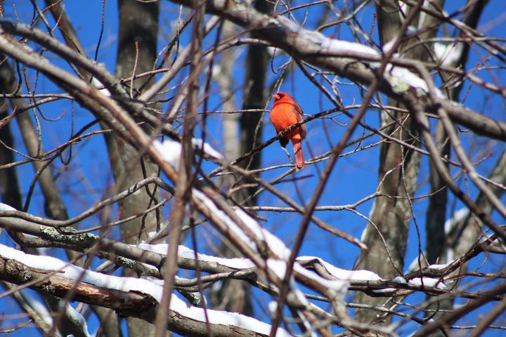 A bright red male cardinal perched on a branch in a snow-covered tree in winter, with blue sky behind