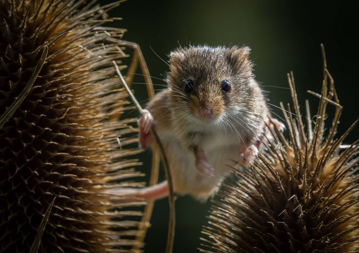 A mouse perched between two flower seed heads