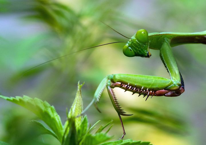 A bright green praying mantis on a leafy background
