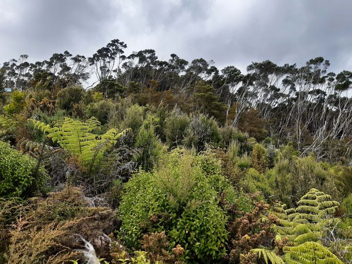 “How I'm restoring native bush to boost biodiversity – and hope”