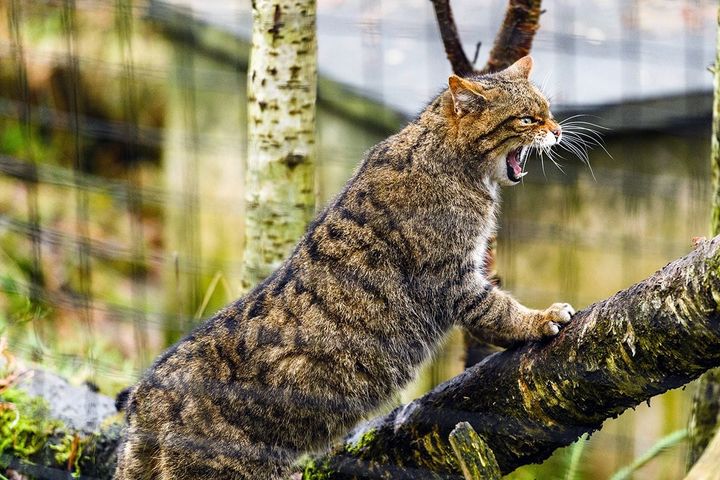 A Scottish wildcat perched on a branch in an enclosure, looking displeased