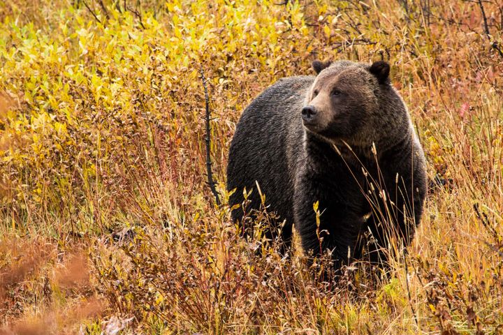 A grizzly bear standing amidst yellowing plants
