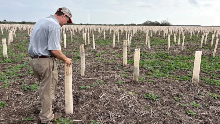 A person standing outdoors in a field filled with upright white tubes