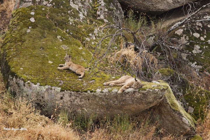 Two lynx resting on a moss-covered rock