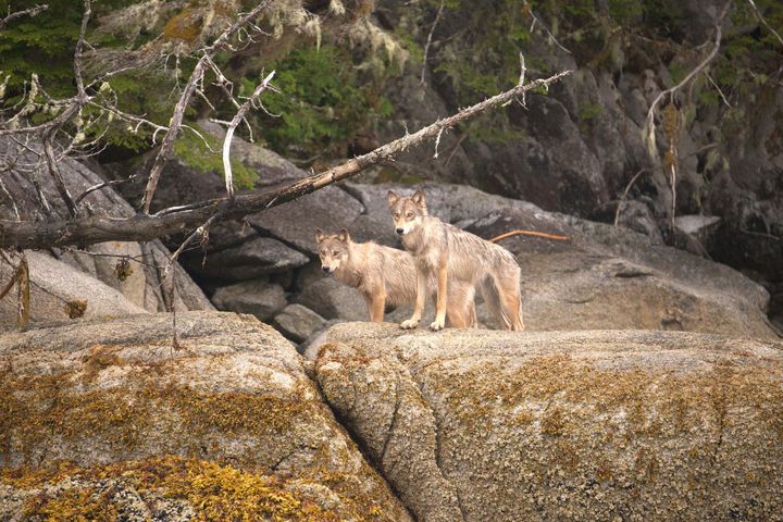 Two wolves perched on large rocks