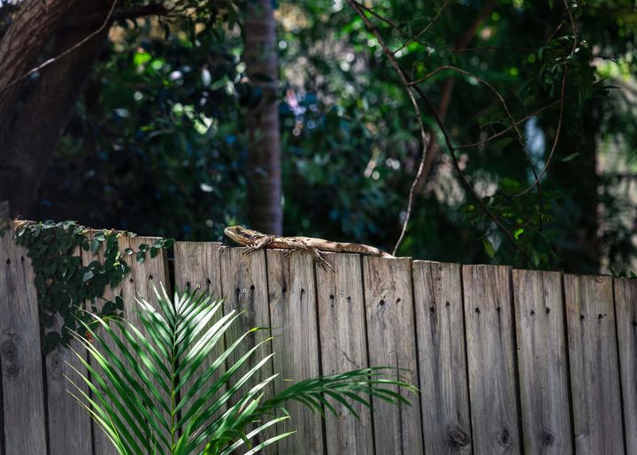 A lizard in the sun on a wooden fence surrounded by plants
