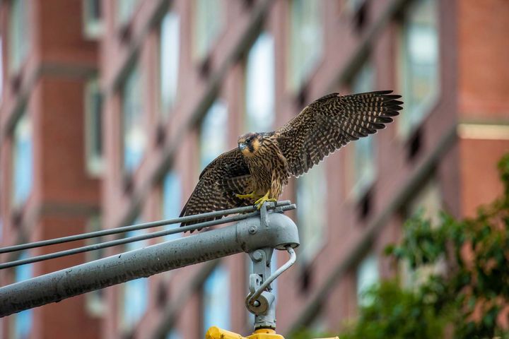 A falcon with wings outstretched perched on a metal pole with a redbrick building in the background