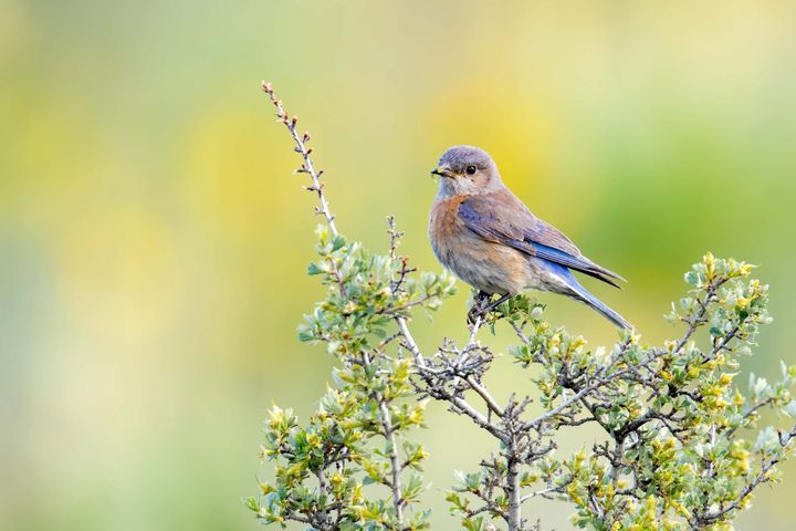 A bird perched on a shrub with an out-of-focus green background