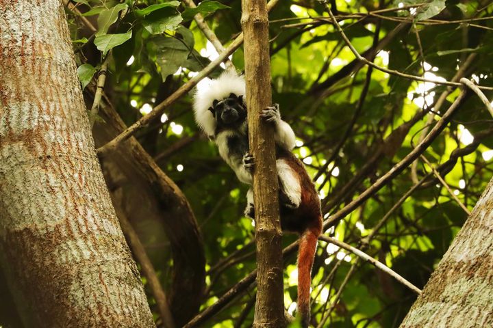 A monkey with a fuzzy white head looks out from behind a tree branch