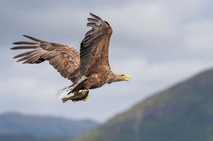 An eagle with a fish held in its feet flies above a blurry landscape